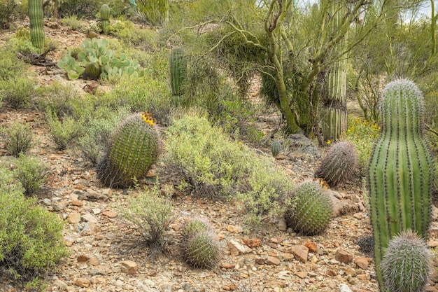 Barrel Cactus