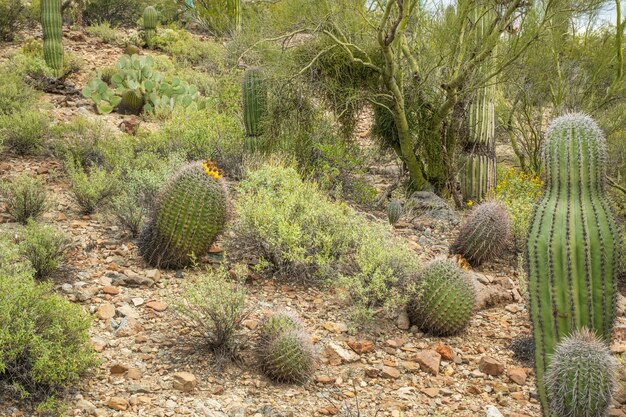 Barrel Cactus