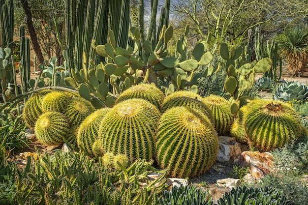 Free photo barrel cactus
