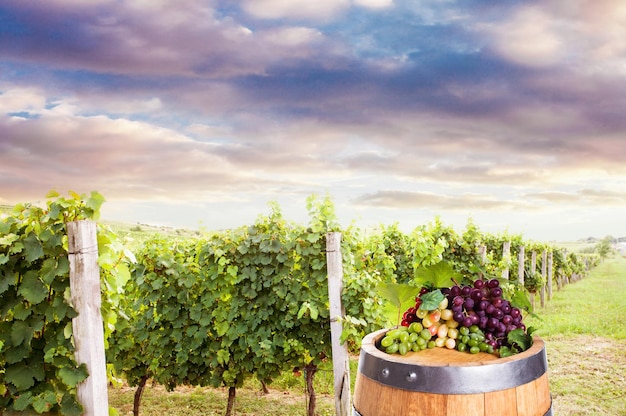 Barrel with different types of grape over beautiful vineyard sunset
