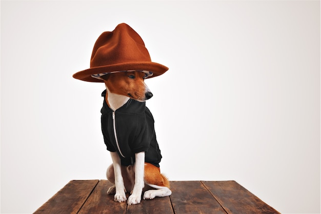 Basenji dog in a black hoodie wears a fancy big mountain hat with colorful lining isolated on white