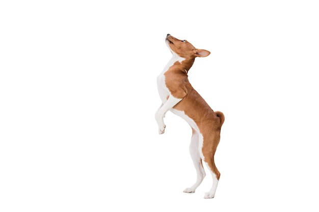 無料写真 白で隔離のバセンジー犬