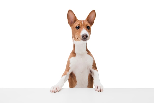 Basenji 개 흰색 절연