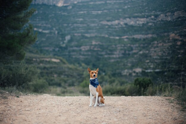 Basenji 개가 공원에서 산책. 여름 화창한 날