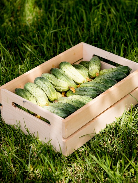 Free photo basket filled with cucumbers