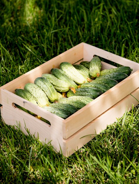 Basket filled with cucumbers