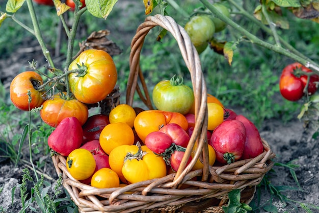 Basket full of tomatoes near tomatoes plants