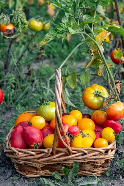 Free photo basket full of tomatoes near tomatoes plants