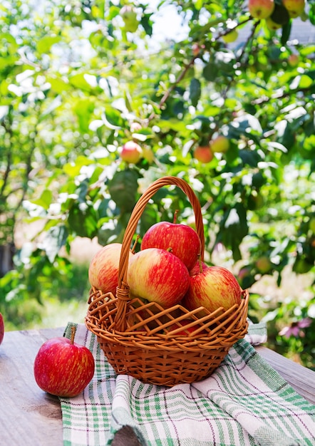 夏の庭のテーブルに熟した赤いリンゴのバスケット
