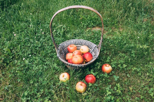 Basket with apples standing on grass