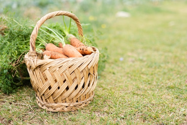Basket with delicious garden carrots