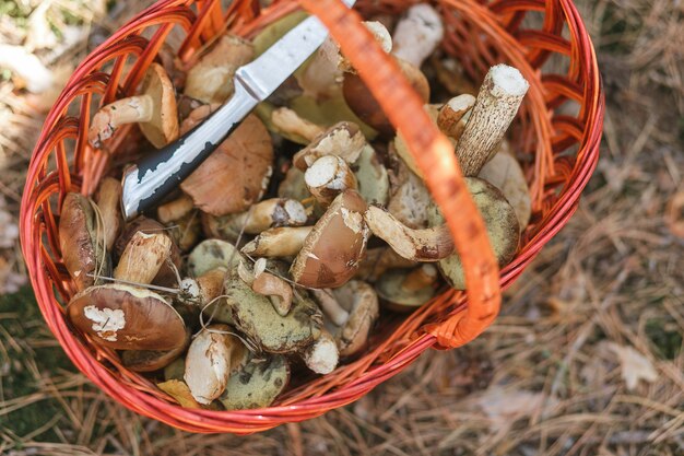 basket with mushrooms and a knife standing in a forest glade.