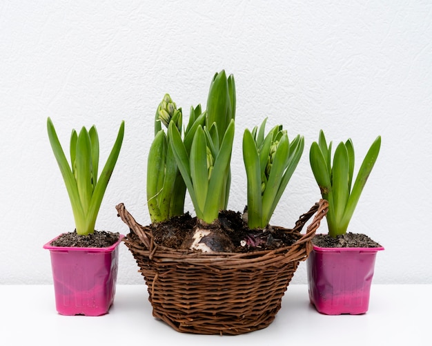 植物の球根が付いているバスケット