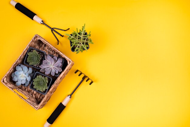 Basket with plants and copy space