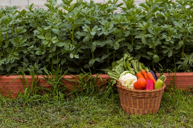 Basket with vegetables in garden