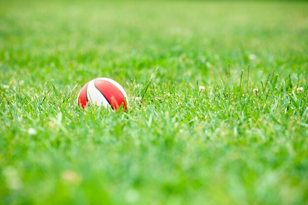 Basketball ball in green grass