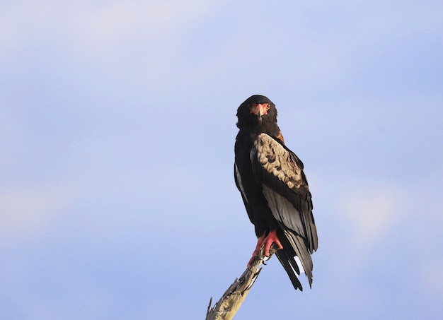 Free photo bataleur eagle