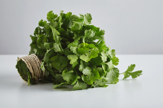Batch of fresh parsley, cilantro, tied with craft rope, isolated on whte table