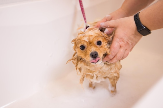 샤워 아래 욕실에서 개 목욕. 동물 손질, 개 손질, 건조 및 스타일링, 양모 빗질. 그루밍 마스터는 자르고 면도하고 개를 돌봅니다. 프리미엄 사진