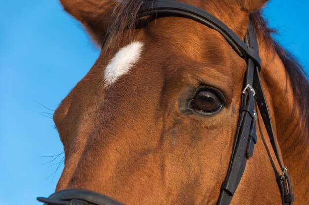 bay background farm horses outdoor