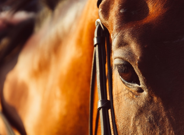 Bay equestrian gelding mare white