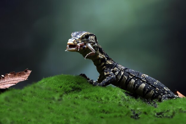 Bay Varanus salvator lizard closeup on moss Varanus salvator lizard on moss