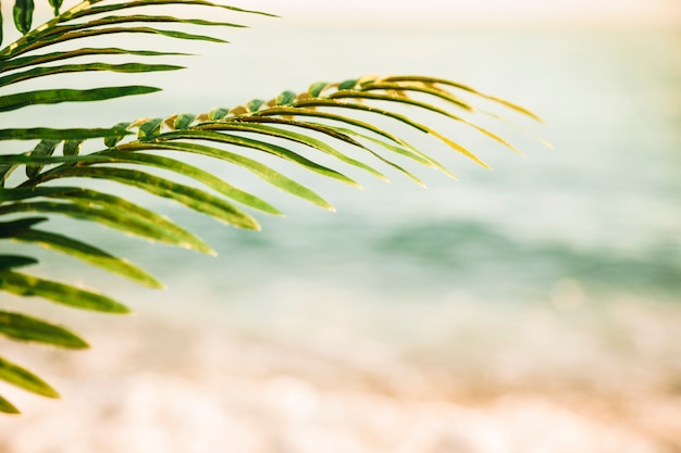 Beach background with palm leaf