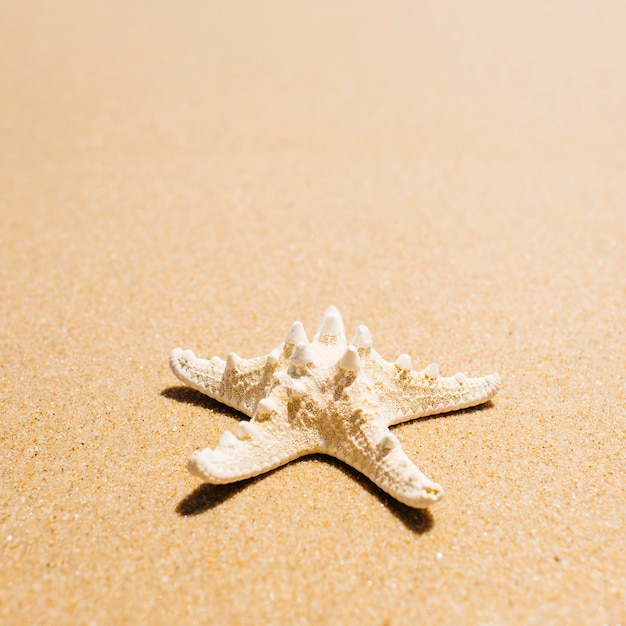 Beach background with starfish from near