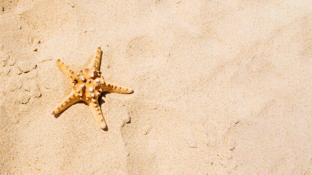 Beach background with starfish in sand