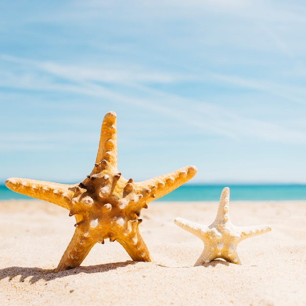 Beach background with two starfish