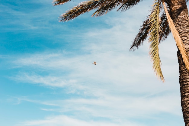 Concetto di spiaggia con palme