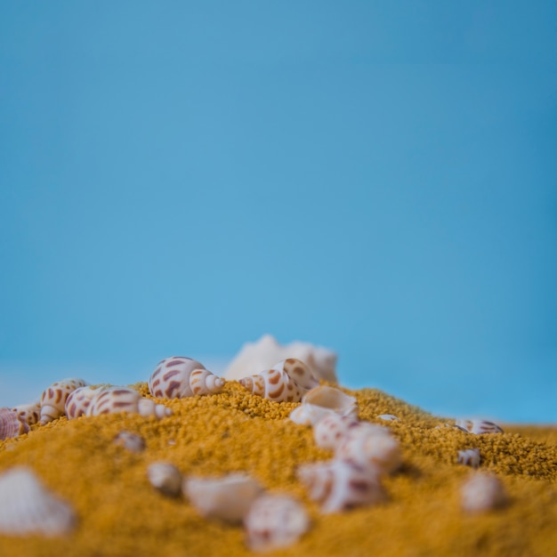 Foto gratuita concetto di spiaggia con alcuni seashells