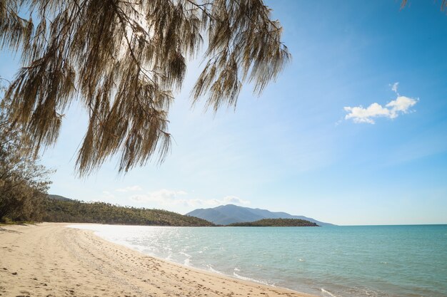 Beach covered in greenery surrounded by the sea with hills under a blue sky