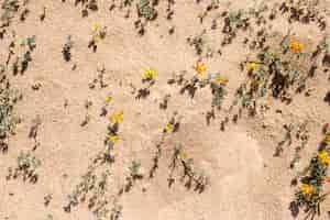 Free photo beach flowers in sand