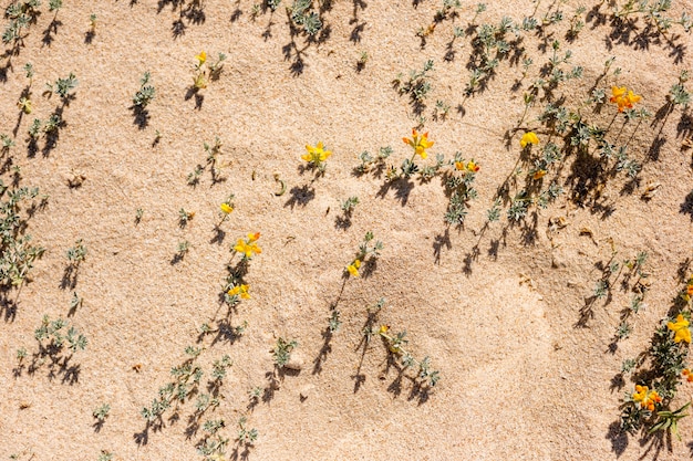Beach flowers in sand