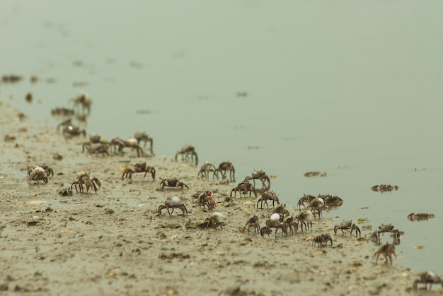 Beach full of crabs surrounded by the sea under sunlight