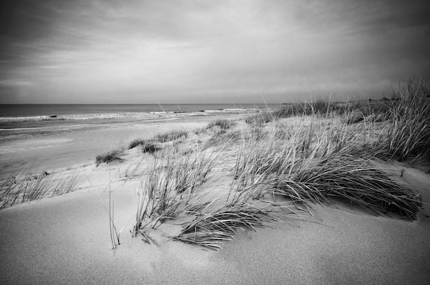 Пляжный пейзаж в черно-белом