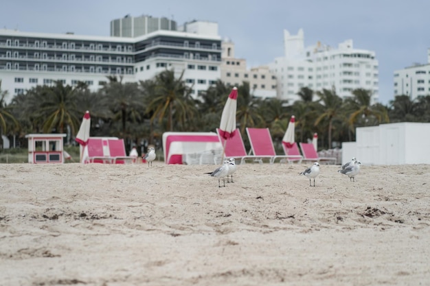 Spiaggia miami florida usa, costa