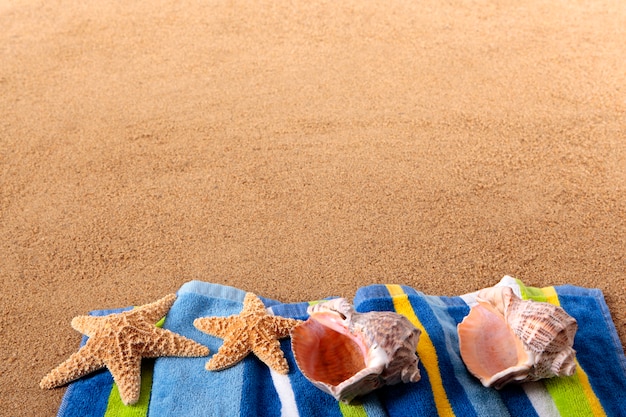 Beach scene with shells and starfishes