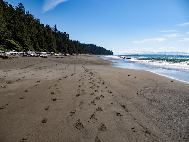 Beach Shore With Green Trees and Blue Sky