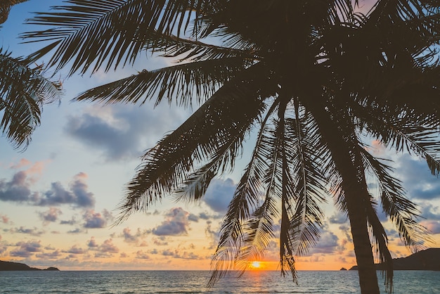 Foto gratuita alberi spiaggia della costa dell'isola belle