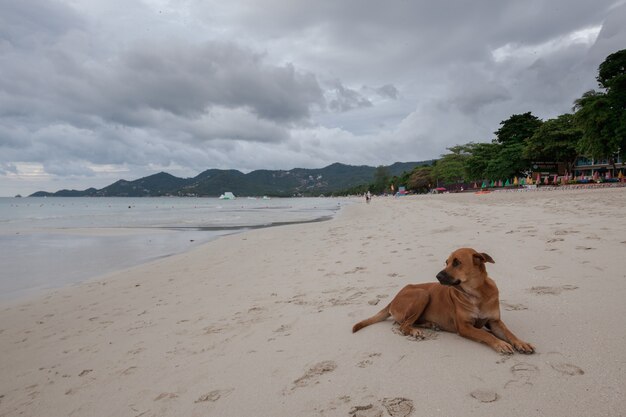 熱帯の島のビーチ。砂の上の犬、雲。