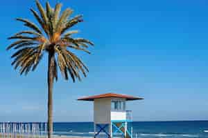Бесплатное фото Пляж с большой пальмой в солнечный день