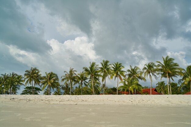 Beach with palm trees