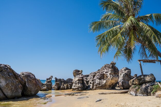 Beach with rocks and palm tree