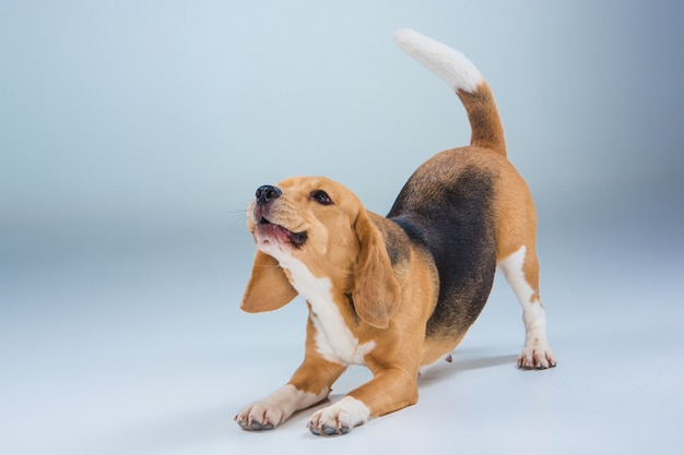 Free photo the beagle dog on gray background