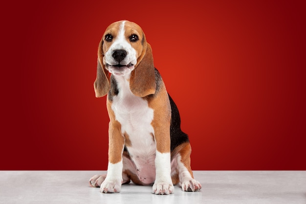 beagle puppy on red