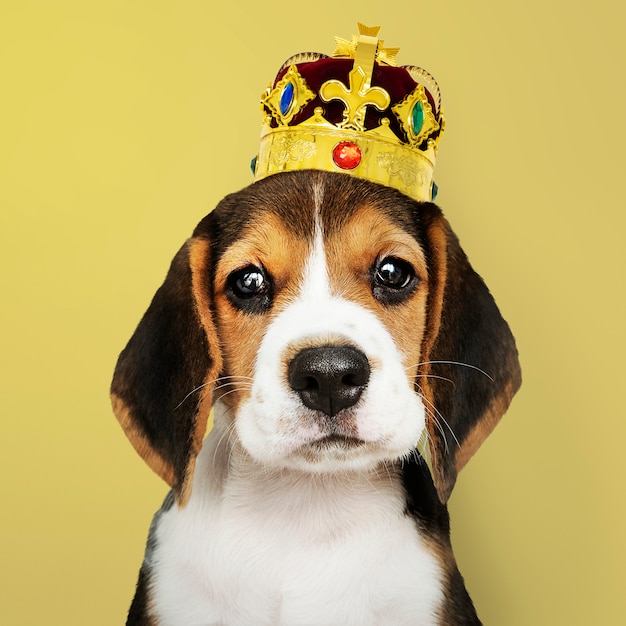 Free photo beagle puppy wearing crown