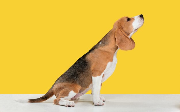 beagle puppy on yellow