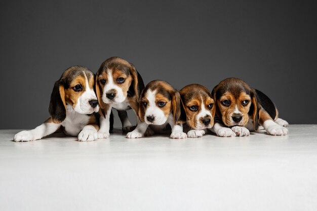 Beagle tricolor puppies are posing. Cute white-braun-black doggies or pets playing on grey background.